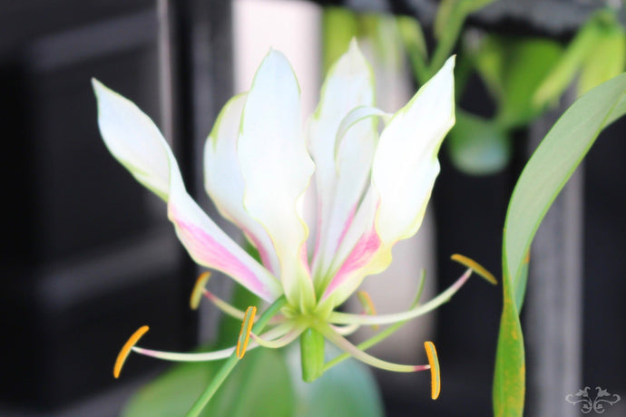 White Gloriosa in Harrods' Rarity Campaign