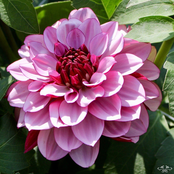 The Delights of Dahlias