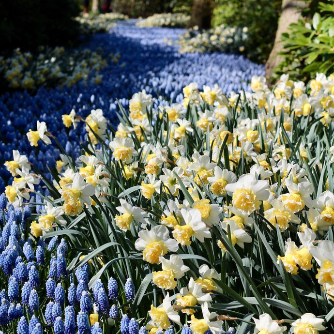 The Importance of Flowers