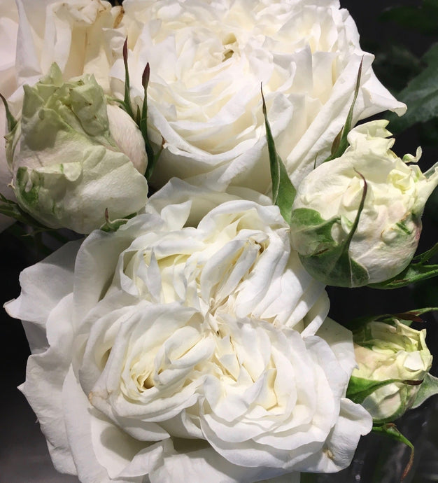 The Belgravia Rose - Exclusive to Neill Strain Floral Couture