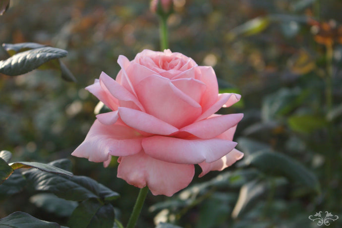 Our Garden Roses Inspired by London Landmarks