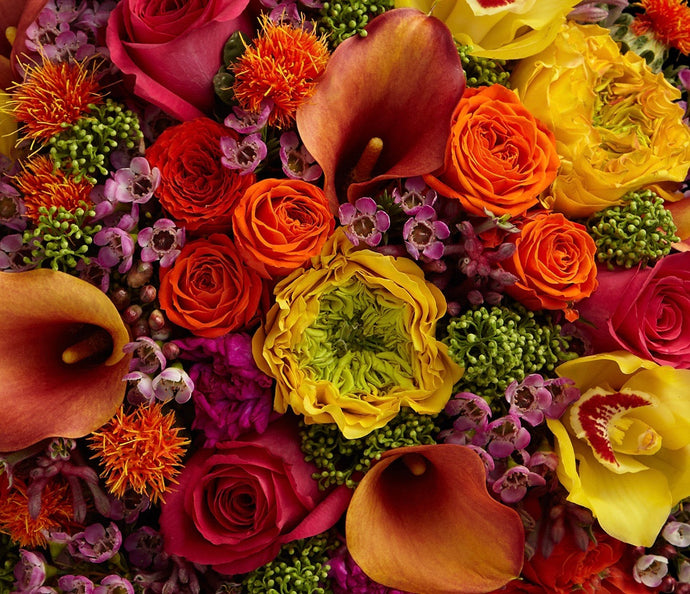 Introducing our Frida Kahlo and Summer Collections