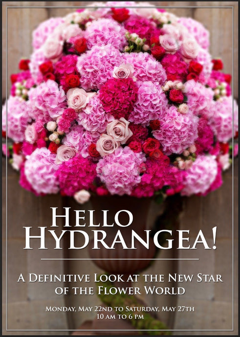 HELLO HYDRANGEA! in Belgravia for the RHS Chelsea Flower Show