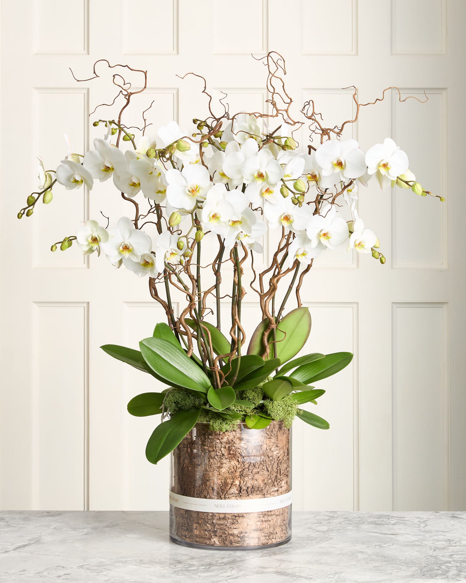 Florist's Choice Phalaenopsis Orchid Planters | Orchids London