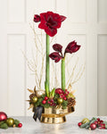 Christmas Eve Amaryllis Planter