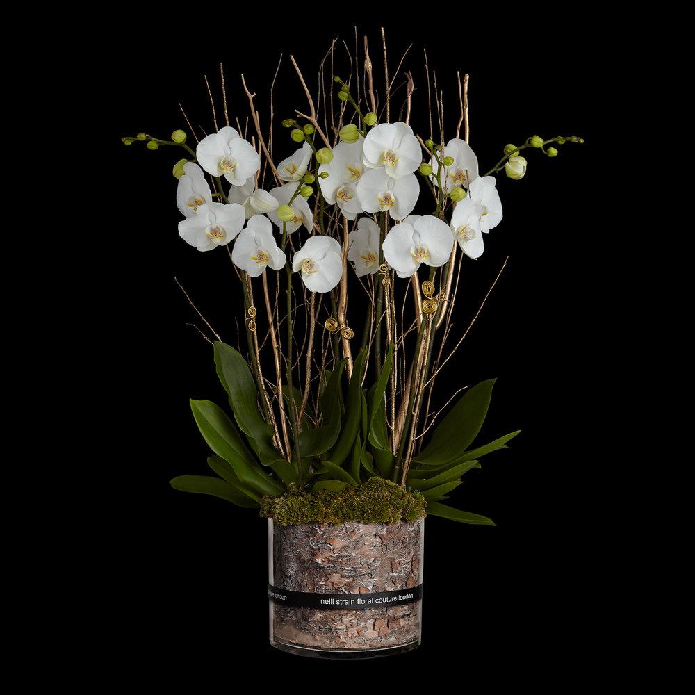 Haute Couture Phalaenopsis Orchid Planters - Florist's Choice